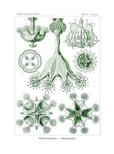 Stauromedusae, 1899-1904 by German School